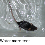 Water maze test