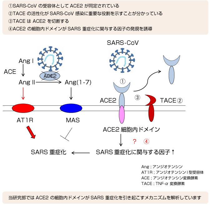 SARS-CoV感染による呼吸器系重症化機序の解明