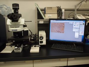 正立顕微鏡+タイリングシステムの画像