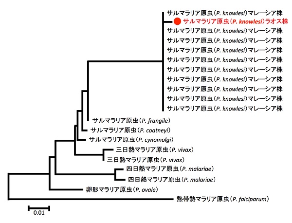 図1. DNA塩基配列に基づくマラリア原虫種の分子系統樹