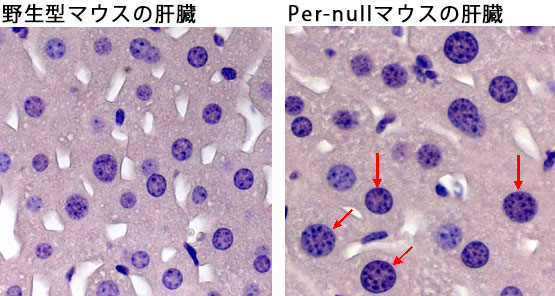 Per−nullマウスでの肝細胞の多倍体化（Polyploidy）の様子