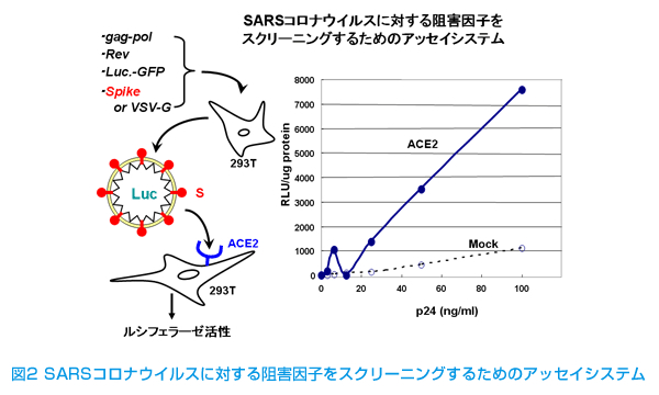 SARSウイルス感染阻止因子化合物の探索