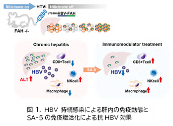 免疫を標的としたB型肝炎の創薬へ B型肝炎慢性化に関わる免疫の変化を発見 ―TLR7を標的とした治療開発に期待―