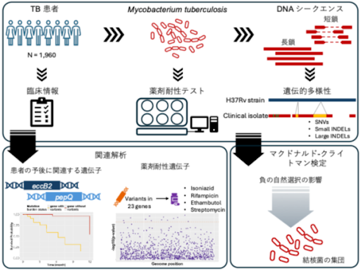 結核菌ゲノムの遺伝的多様性の包括的解析と病原性との関連